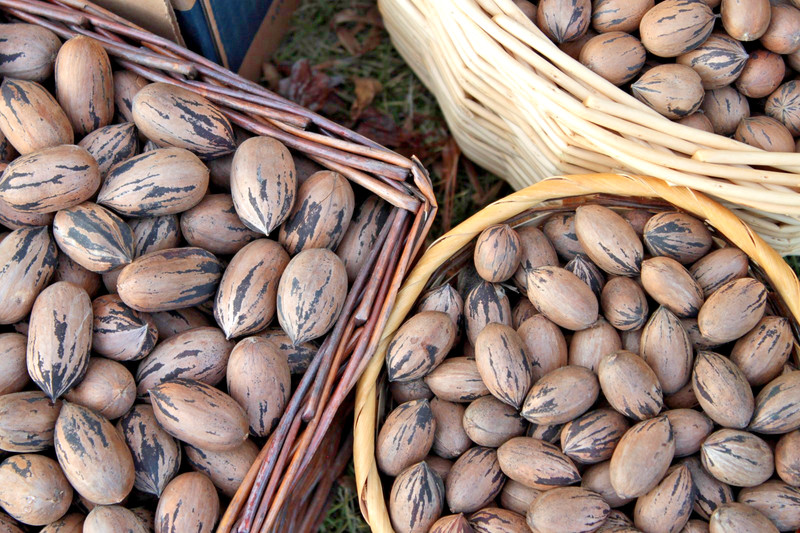 Hand-Picked GA Pecans — MANY Cultivars — 5 LB Sorted Variety Pack