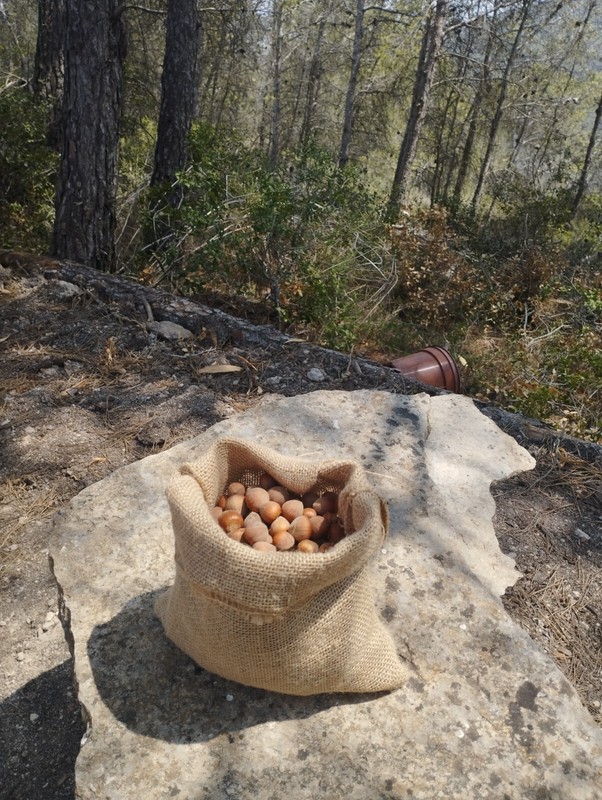 Freshly Harvest Terra Alta (Spain) mixed varieties Grown Hazelnuts in Shell gallery