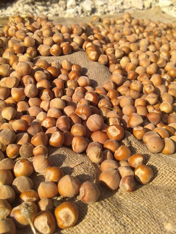Freshly Harvest Terra Alta (Spain) mixed varieties Grown Hazelnuts in Shell