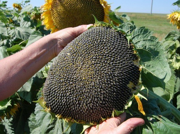 Set of 3 Roasted Sunflower Seeds "Ot Martina", 17.64 oz / 500 g * 3 PCS gallery