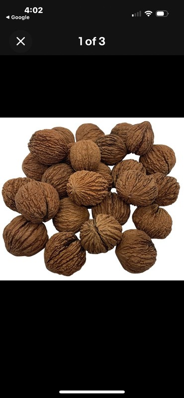 50 pieces Premium Black Walnuts in Shell E. Tenn 2025 Float Tested Wild Forged