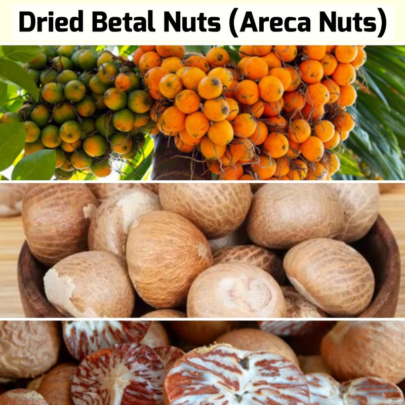 Ceylon Dried Areca Nuts Areca Catechu 100% Organic Pure Natural Betel Nuts