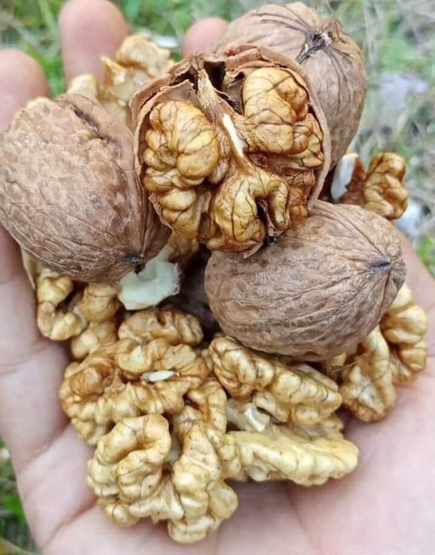 Delicious Walnut (Akhrot) with Shell High in Protein 450Gram gallery