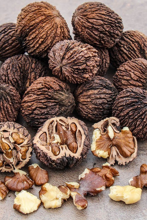 Black Walnuts In-Shell (3lbs ) Wild Foraged, Cleaned & Organic