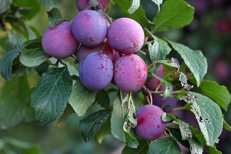 Pitted Prunes - Kosher, Raw, Vegan - by Food To Live gallery