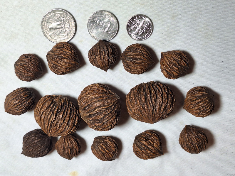 Black Walnuts in Shell - miniature size, great for crafts. Not good for eating. gallery