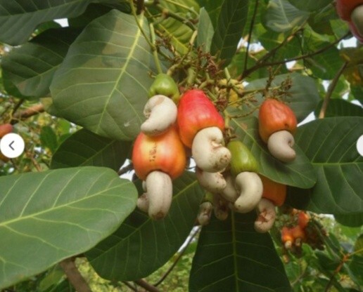 Fresh raw cashews of the best quality cashews 1KG gallery