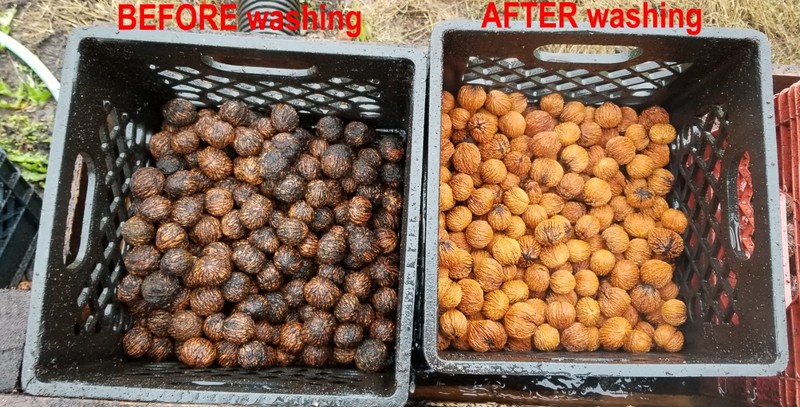 10 lbs. BLACK WALNUTS in the shell - Fall 2025 crop - for eating/baking gallery
