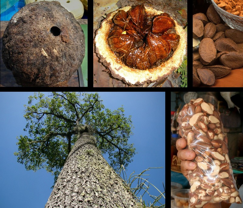 Fresh Raw In-shell Whole Brazil Nuts gallery