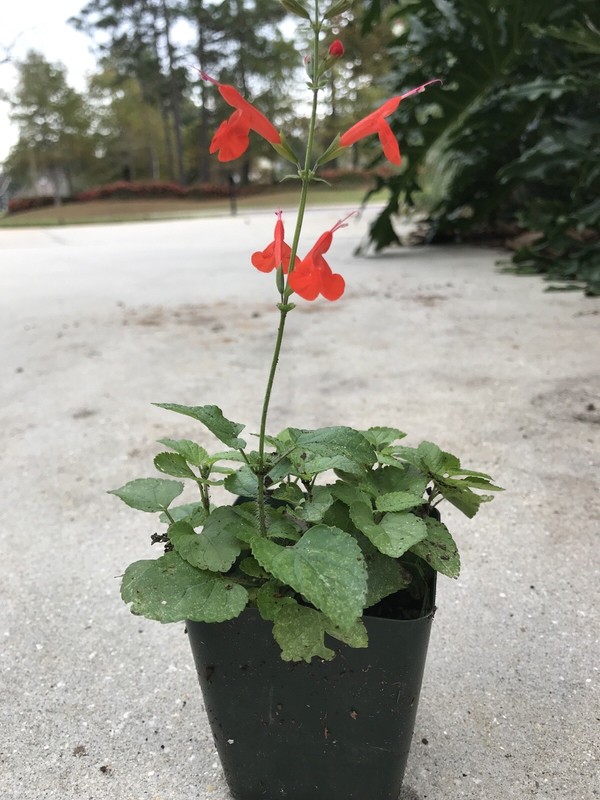 4 ORGANIC PINEAPPLE SAGE/WILD SALVIA PLANTS ATTRACTED HUMMINGBIRD & BUTTERFLY !! gallery