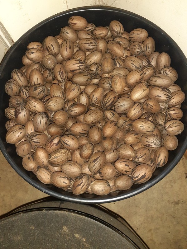 Pecans That Is Fresh and Brown Shelled In North Carolina 100% Natural