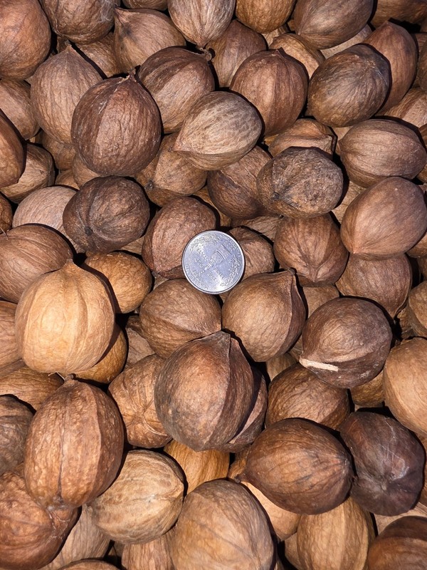 20 Lbs 2025 Organic South Carolina Shellbark Hickory Nuts