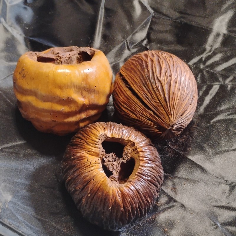 Talami pods The dried fruit or nuts of the palmyra palm (Borassus flabellifer)