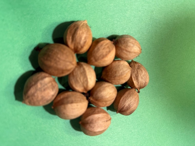 12 LANEYS HICKORY NUTS Nuts/Seeds from PA—Wild-Foraged—Fresh 2025–Free Shipping