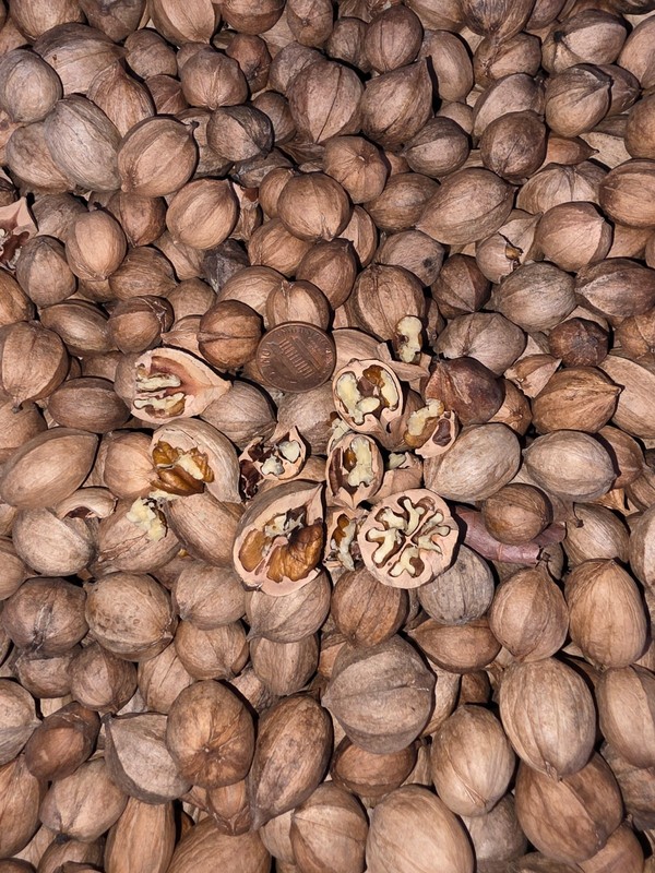 2.5 lbs. South Carolina Organic Mature Shagbark Hickory Nuts FLOAT TESTED
