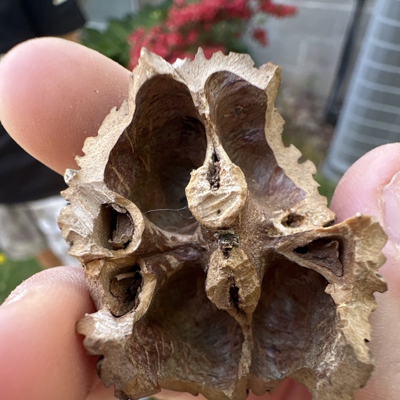 Rare walnuts sell by groups of 5 gallery