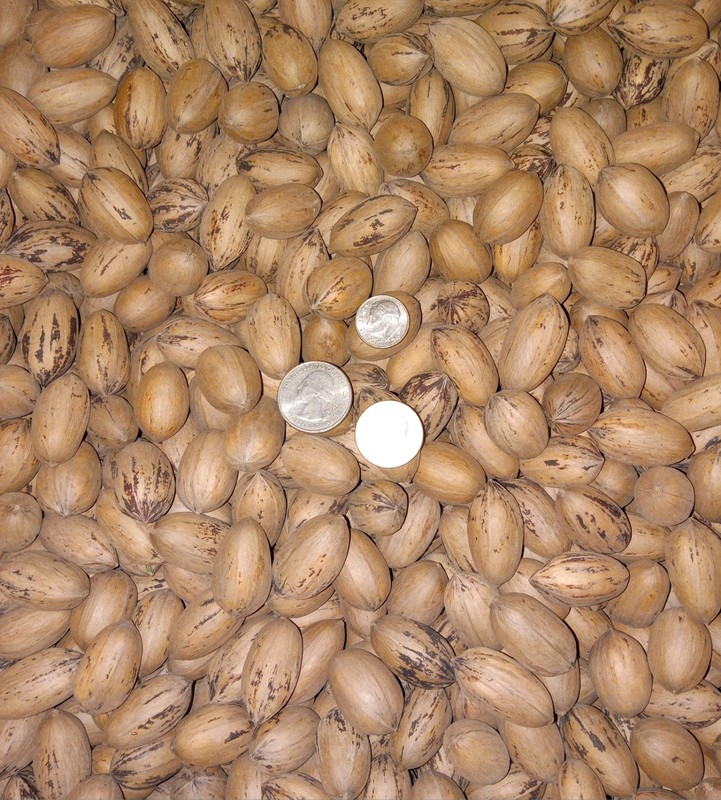Small In-Shell Texas Pecans | 5lbs | 2025 Season gallery