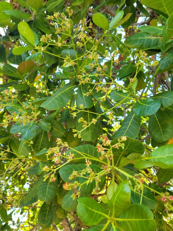100 Cashew Leaves