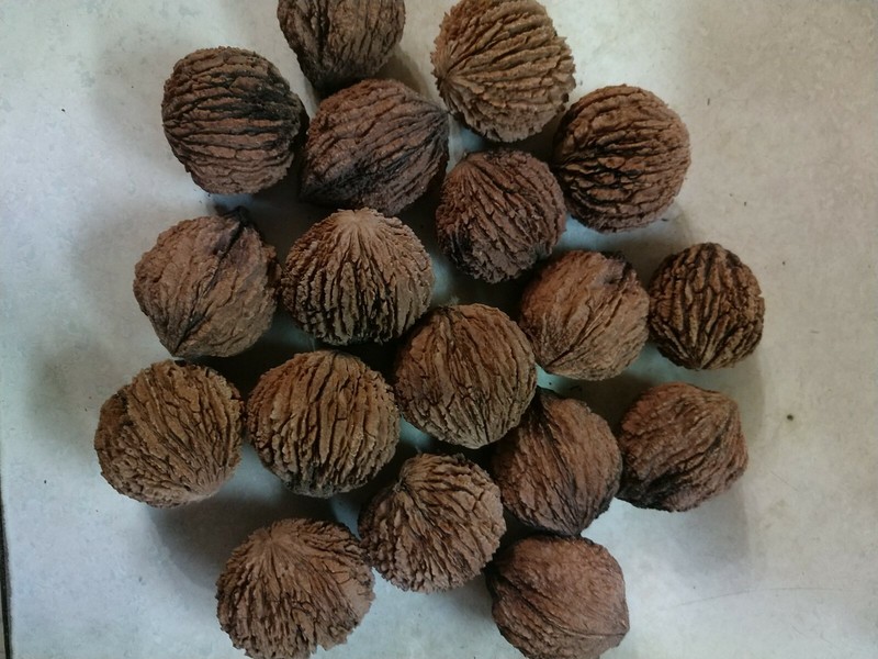  2021 Black Walnuts Organic Bakery Seed Nuts produced highly protein 1,3 & 5 lbs