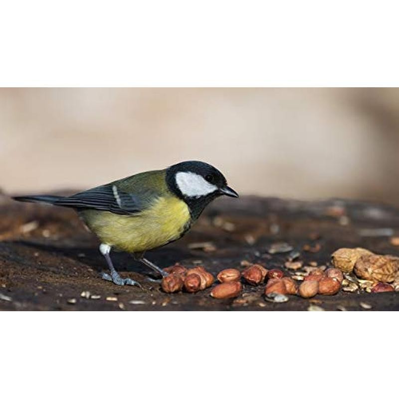 45LB Crop Bulk Bag Shelled Fresh Natural for Outdoor Wildlife Animal Watching US gallery