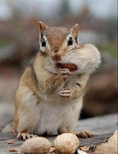 Wakefield Virginia Peanuts Bulk 45LB Bag Shelled Squirrels Birds Deer Pigs & a gallery