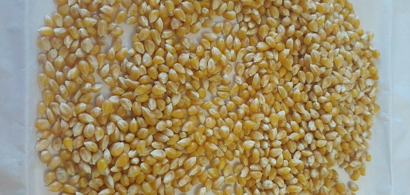 Bulk Dried Yellow Corn - 4 lbs gallery