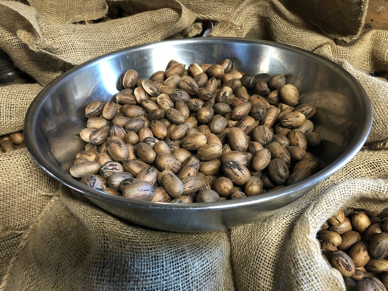 Pecans In Shell 8.5 LB North Carolina 2021 Fresh Hand-Picked Dried Cured Organic gallery
