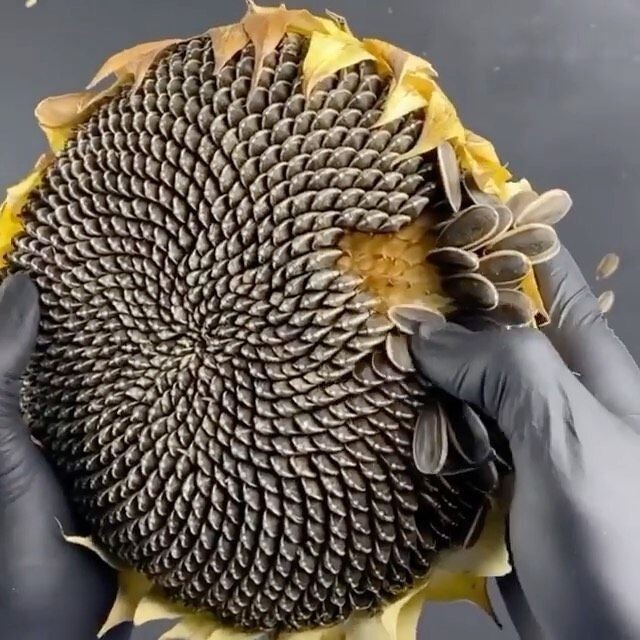 Sunflower Seeds 100g - Raw Sunflower Seeds for Eating | Diet Food gallery