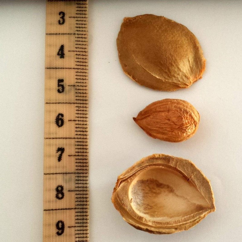 Apricot s Grown Bitter All Natural From Organic gallery