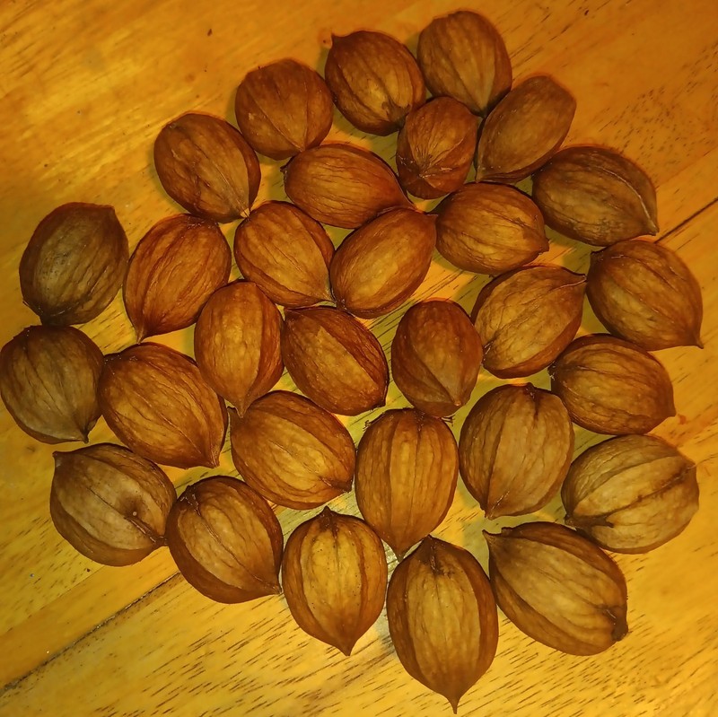 30 Piece Shagbark Hickory Nuts In A Bag