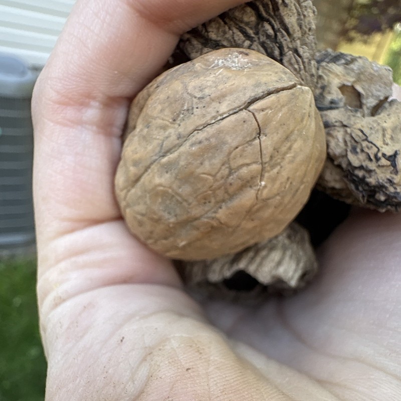 Rare walnuts sell by groups of 5 gallery