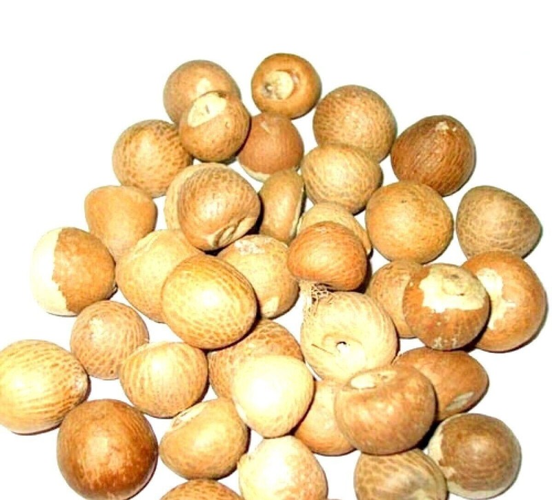 Betel Nut Indian Organic Dried Whole Betel Nut Supari Areca Pooja Pack of 21 Nut