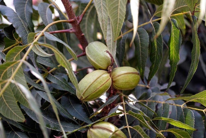 Certified Organic Pecans – Raw, Non-GMO, Kosher, Sirtfood – by Food To Live gallery