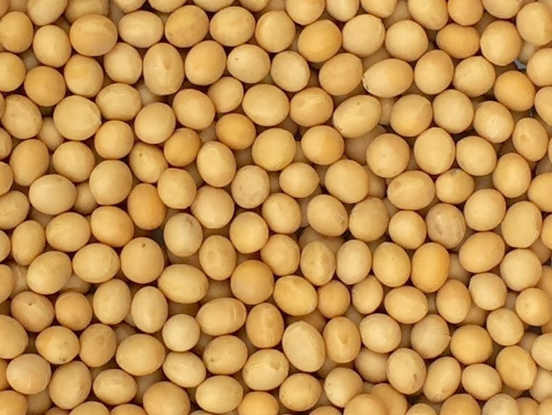 Grade Non-GMO Soybeans 5 Pounds - Great for Soy Milk and Tofu - Product of gallery