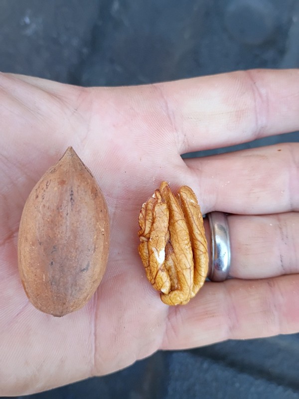 15 pounds delicious South GA Oconee pecans in shell 2025 crop