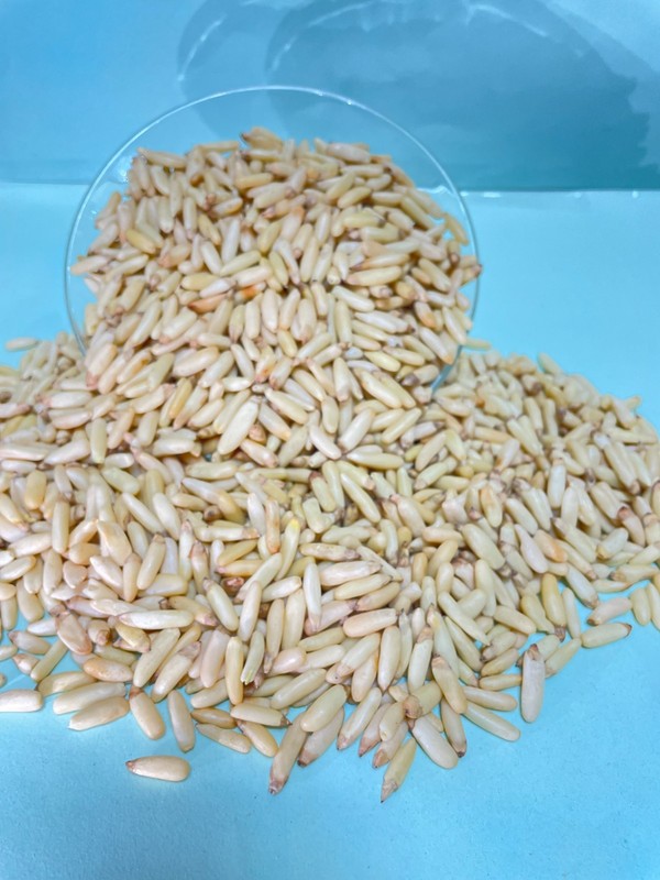 Pine Nuts Premium Quality A+ Grade Without Shell 8 Oz gallery