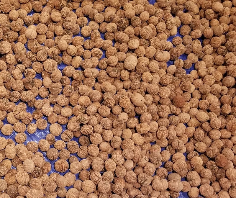9 lbs BLACK WALNUTS in the shell - Fall 2025 crop -EXTRA LARGE for eating/baking