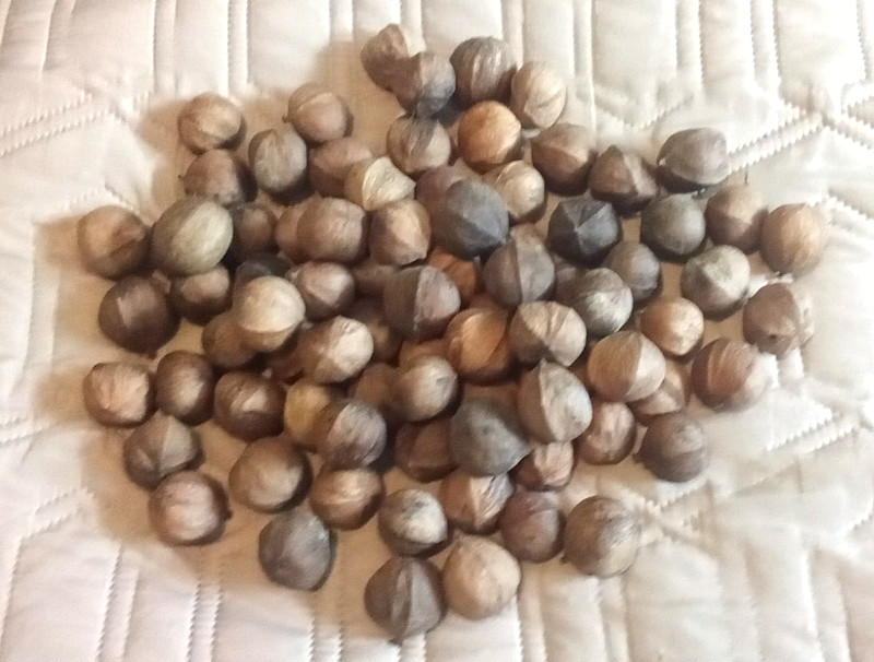 Fresh Organic Hickory Nuts 1 lbs (16 oz) In-Shell 2025 Float Tested Natural