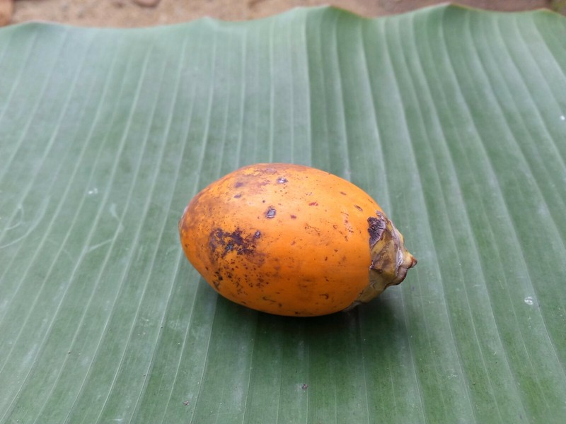 100% Organic new fresh Areca nut Areca catechu betel nut dried nuts whole free gallery