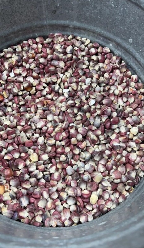 Purple Hominy Corn- Maiz para Pozole Morado Bulk No Chemicals 1 Lb gallery