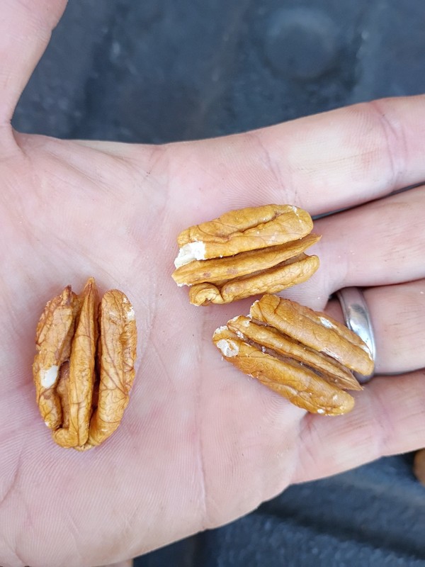 1 pound delicious South GA Oconee pecan halves and pieces 2025 crop gallery