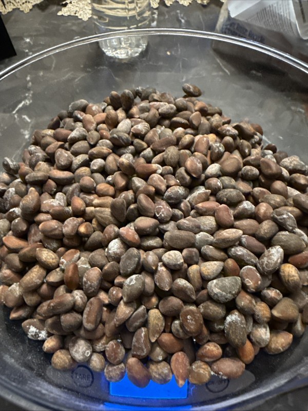 New Mexico Piñon Pine Nuts 2024 | 8oz ~ Roasted & Salted Pinon gallery