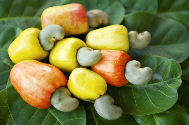 Ceylon Fresh Cashew Nuts Oven Tasty Pure Organic 100g Healthy Free shipping gallery