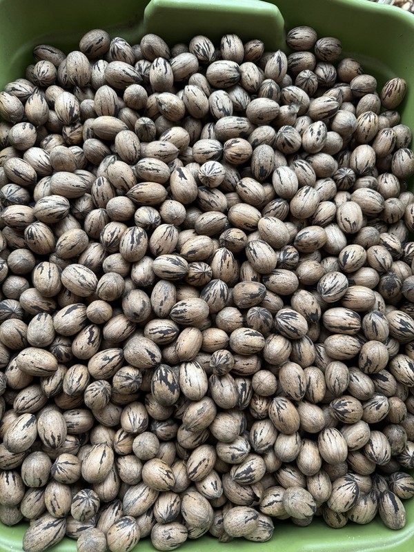 Pecan Nuts N Shells