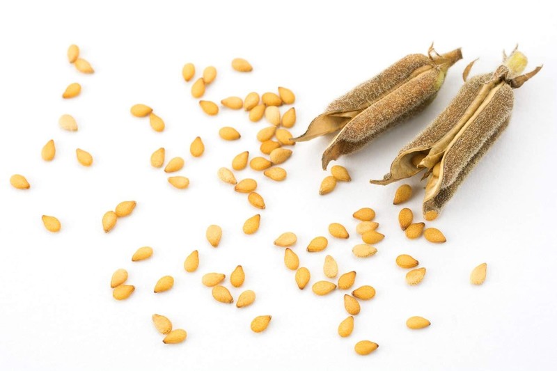 Organic Natural Sesame Seeds — Whole, Non-GMO, Raw, Kosher — by Food to Live gallery