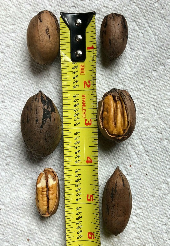 Pecans In Shell 17.5 LB North Carolina 2021 Fresh Hand-Picked Dry Cured Organic gallery