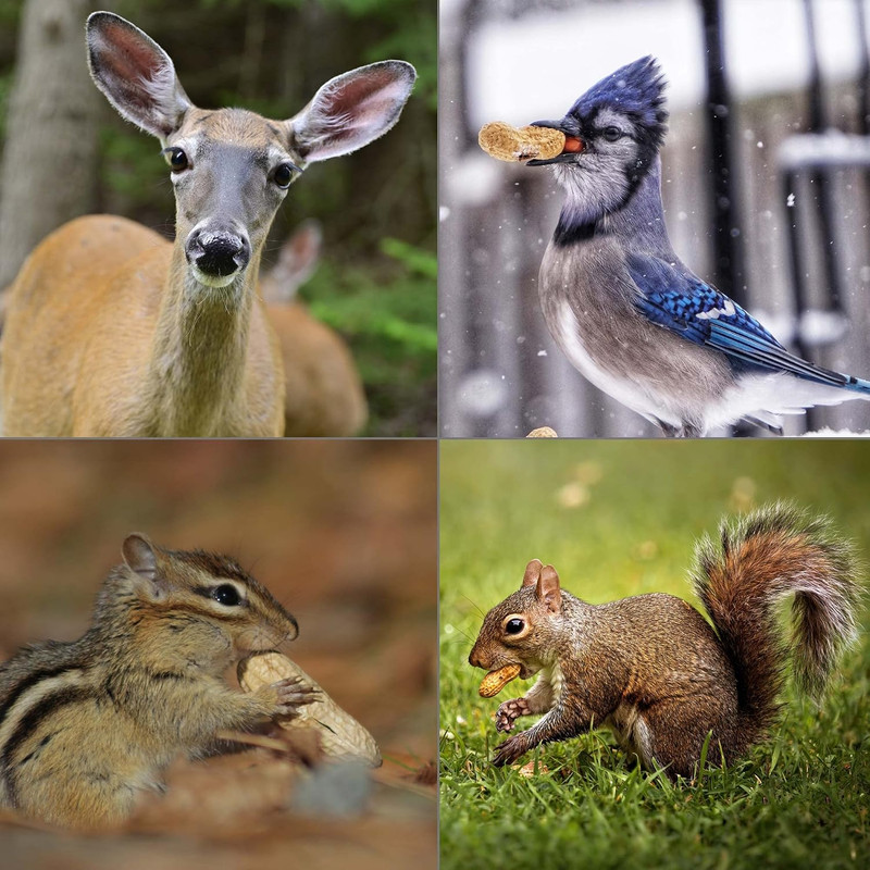 WINGFIELD-25 25 Lb Virginia in Shell Animal Peanuts (25Lb Bag) for Wildlife, Yel gallery