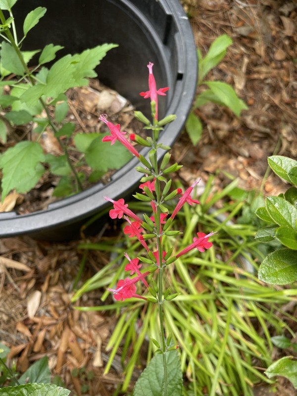 4 ORGANIC PINEAPPLE SAGE/WILD SALVIA PLANTS ATTRACTED HUMMINGBIRD & BUTTERFLY !! gallery
