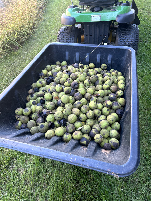 BLACK WALNUTS: 5lbs Fresh Organic 2025 Harvest, Naturally Grown in Maryland. gallery