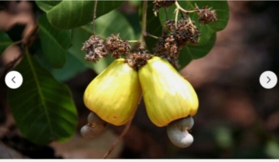 Fresh raw cashews of the best quality cashews 1KG gallery